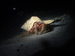 Dardanus crassimanus