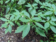 Impatiens devolii