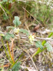 Xanthosia pilosa
