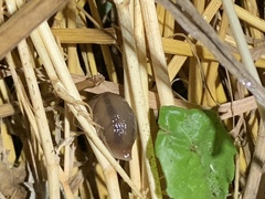 Ambigolimax valentianus