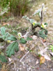 Xanthosia pilosa