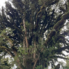 Podocarpus laetus