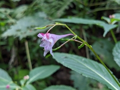Impatiens devolii