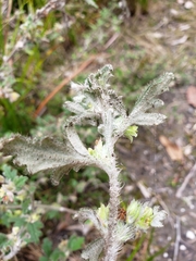 Xanthosia pilosa