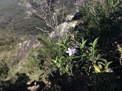 Prostanthera caerulea