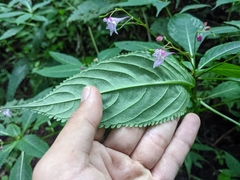 Impatiens devolii