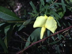Gompholobium latifolium