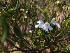Westringia amabilis