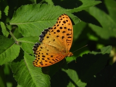 Argynnis hyperbius