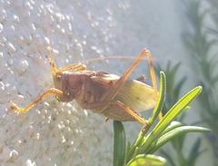 Tettigonia cantans