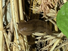 Ambigolimax valentianus