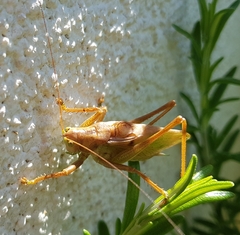 Tettigonia cantans