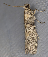 Dioryctria inyoensis