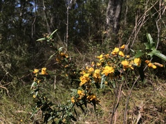 Podolobium ilicifolium