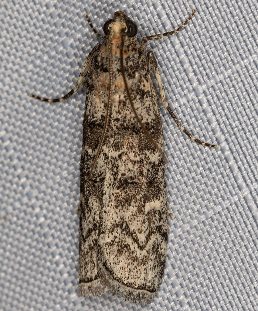 Dioryctria sierra
