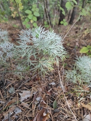 Artemisia sericea