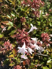 Abelia