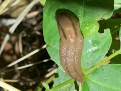 Ambigolimax valentianus