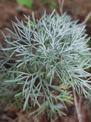 Artemisia sericea