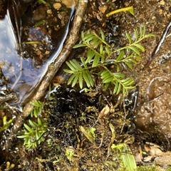 Prumnopitys ferruginea