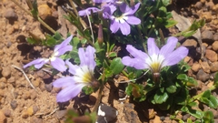 Scaevola aemula