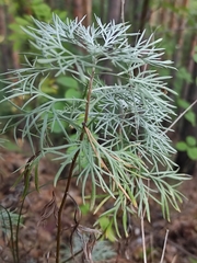 Artemisia sericea