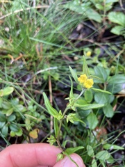 Melampyrum sylvaticum