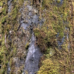Prumnopitys ferruginea