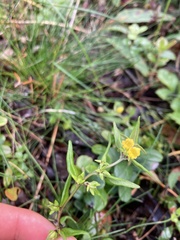 Melampyrum sylvaticum