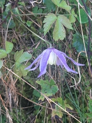 Clematis alpina