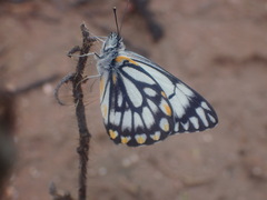 Belenois java