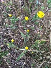 Helminthotheca echioides