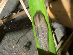 Ambigolimax valentianus