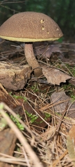Boletellus chrysenteroides