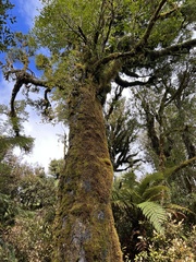 Prumnopitys ferruginea