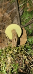 Boletellus chrysenteroides