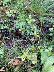 Melampyrum sylvaticum