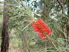 Melaleuca linearis