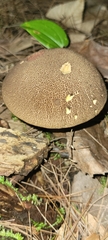 Boletellus chrysenteroides