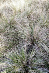 Poa labillardierei