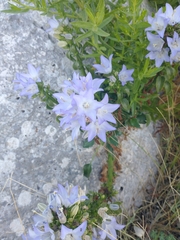 Campanula versicolor tenorei