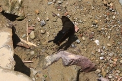 Papilio bianor