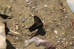 Papilio bianor