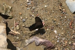 Papilio bianor
