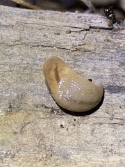 Ambigolimax valentianus