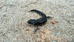 Triturus cristatus