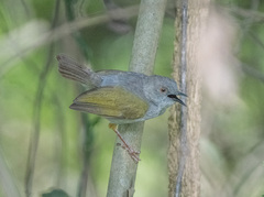 Camaroptera brachyura