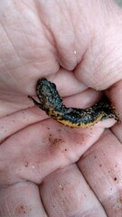Triturus cristatus