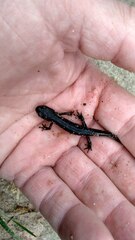 Triturus cristatus
