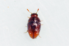 Stilbus testaceus